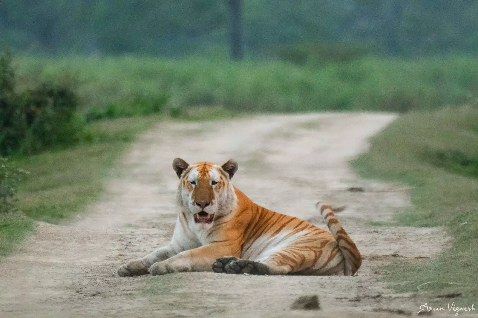 Authentic tribal homestays and local cuisine